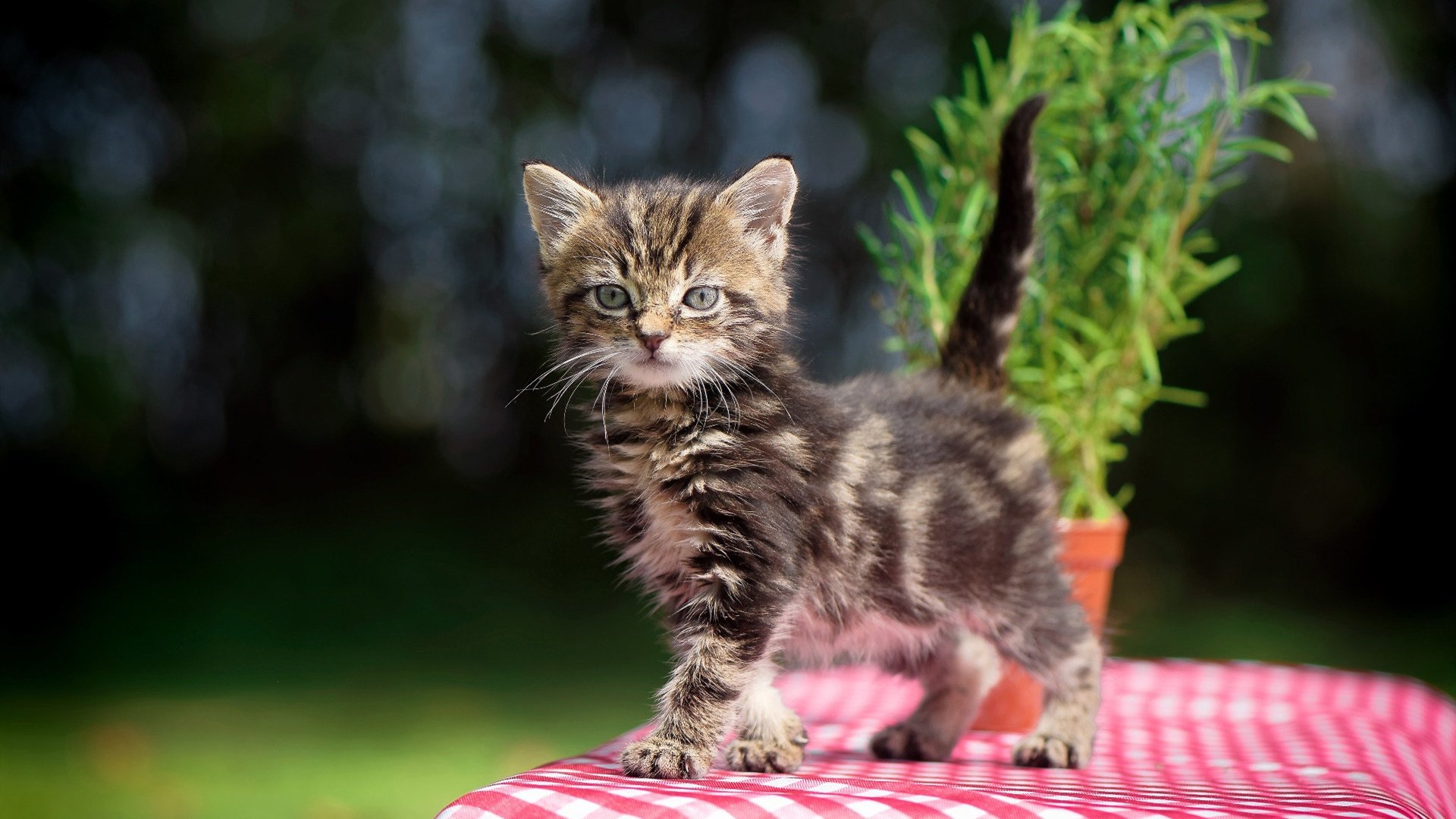 kaiyun-_奇才队青年军崛起，迎来关键胜利_，奇才全部队员