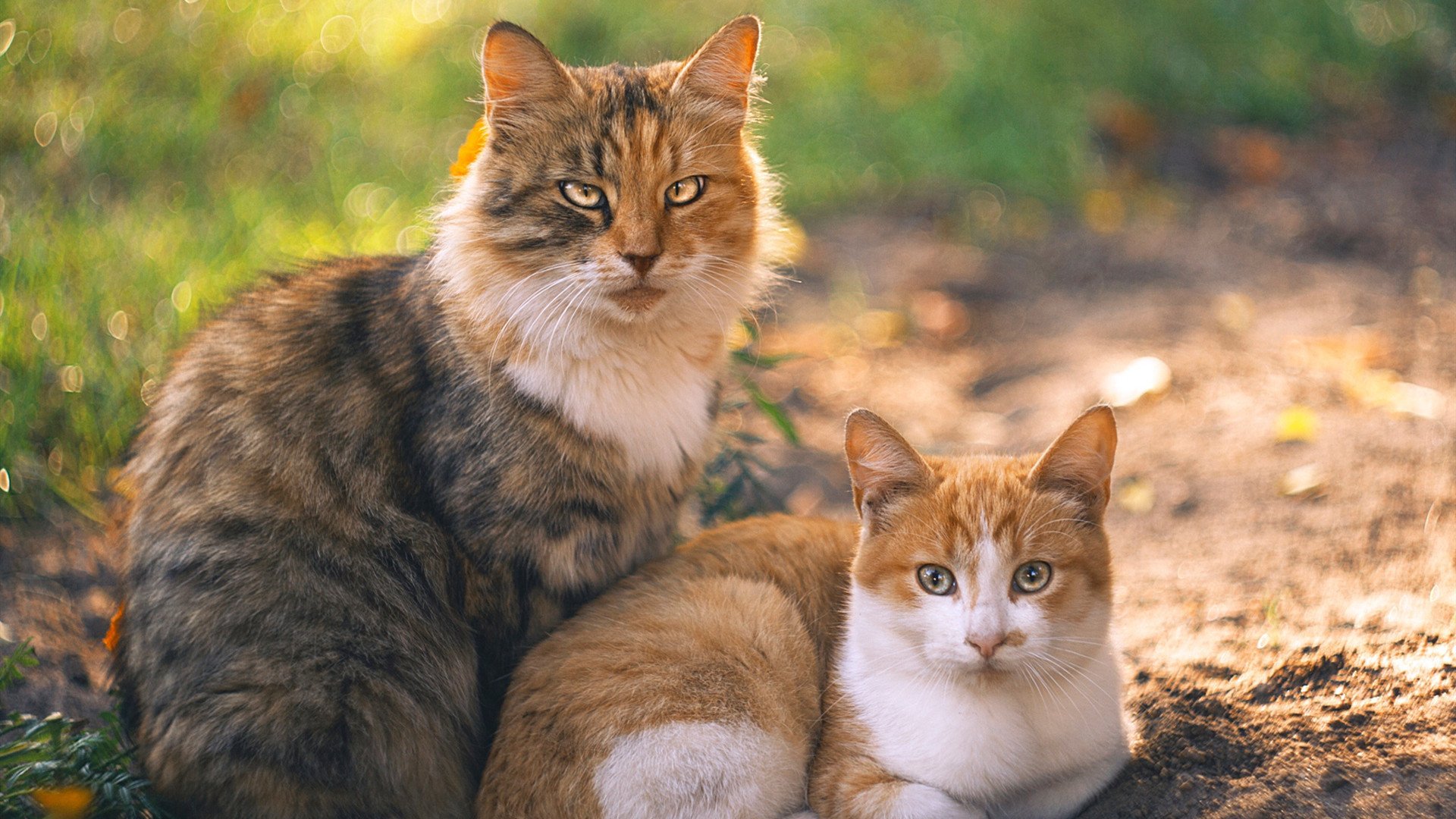 _山地野营运动会：在自然中追寻梦想_，山地运动旅游