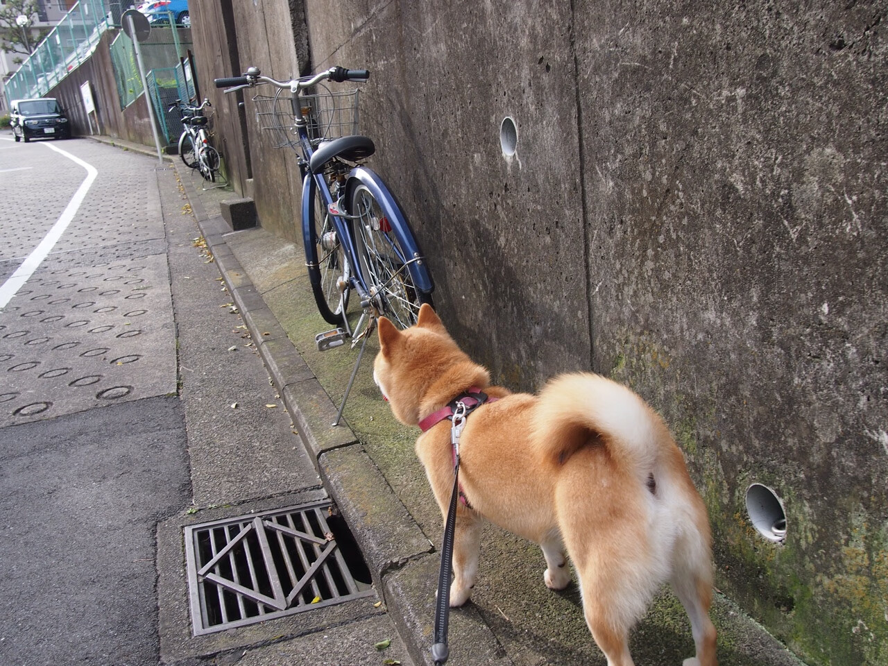 开云体育下载网页版-“英超新星频频建功，未来潜力无限”，英超新赛季赛程公布