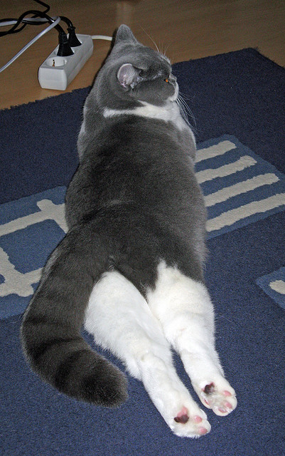 影响深远：“绿色篮球”环保行动深入每场比赛，绿色环保行动活动项目有哪些