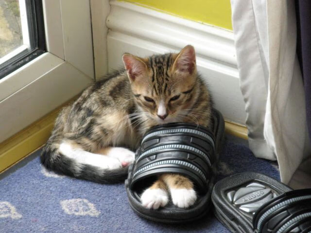 新版篮球联赛规则解析,变化背后的思考与影响,篮球联赛规则表