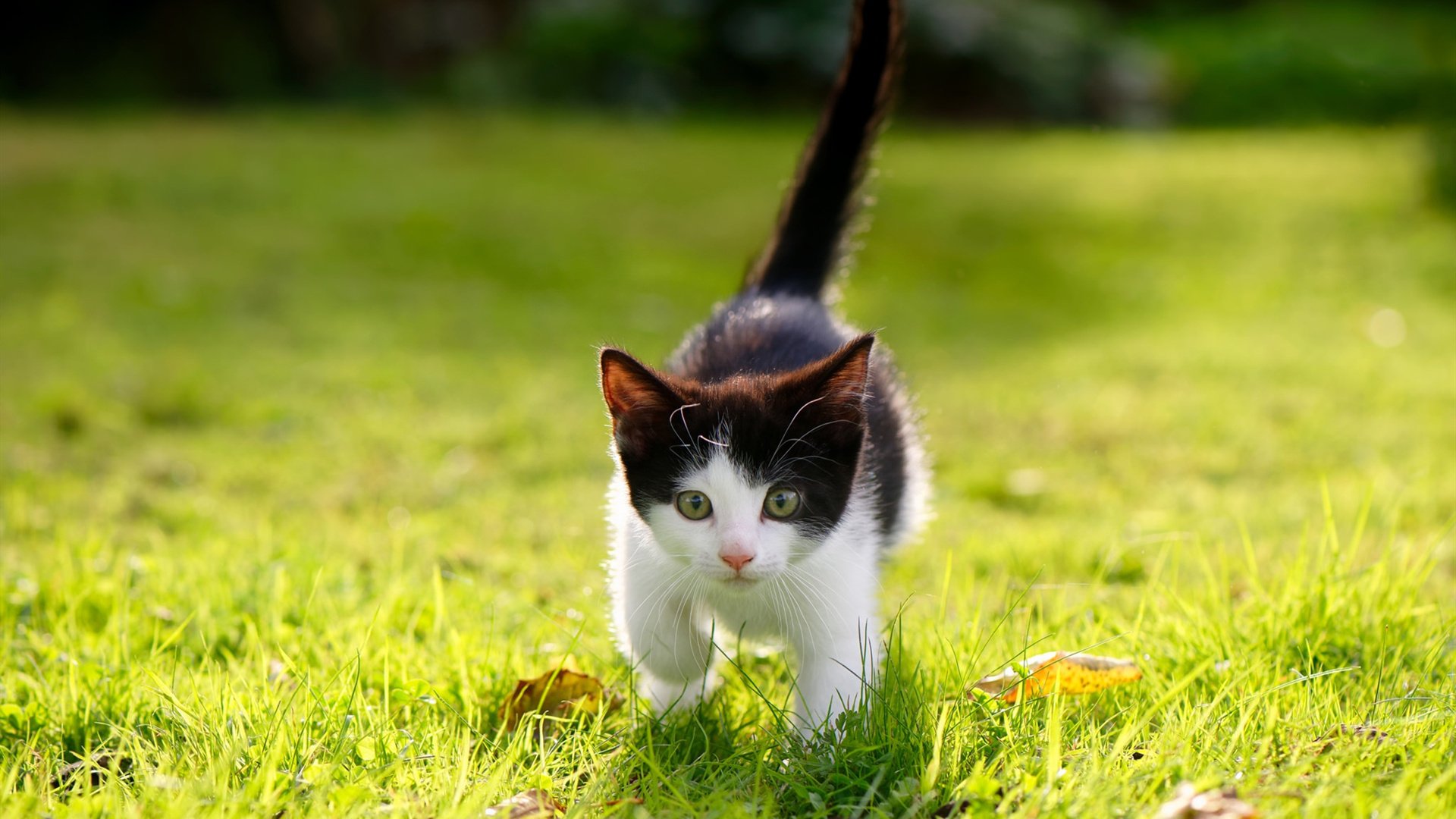 未来联盟:跨界合作开启篮球全球化“新篇章”,未来联盟巨星