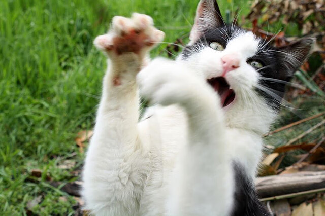 球场记忆：球迷心中不可磨灭的经典瞬间，球场dj