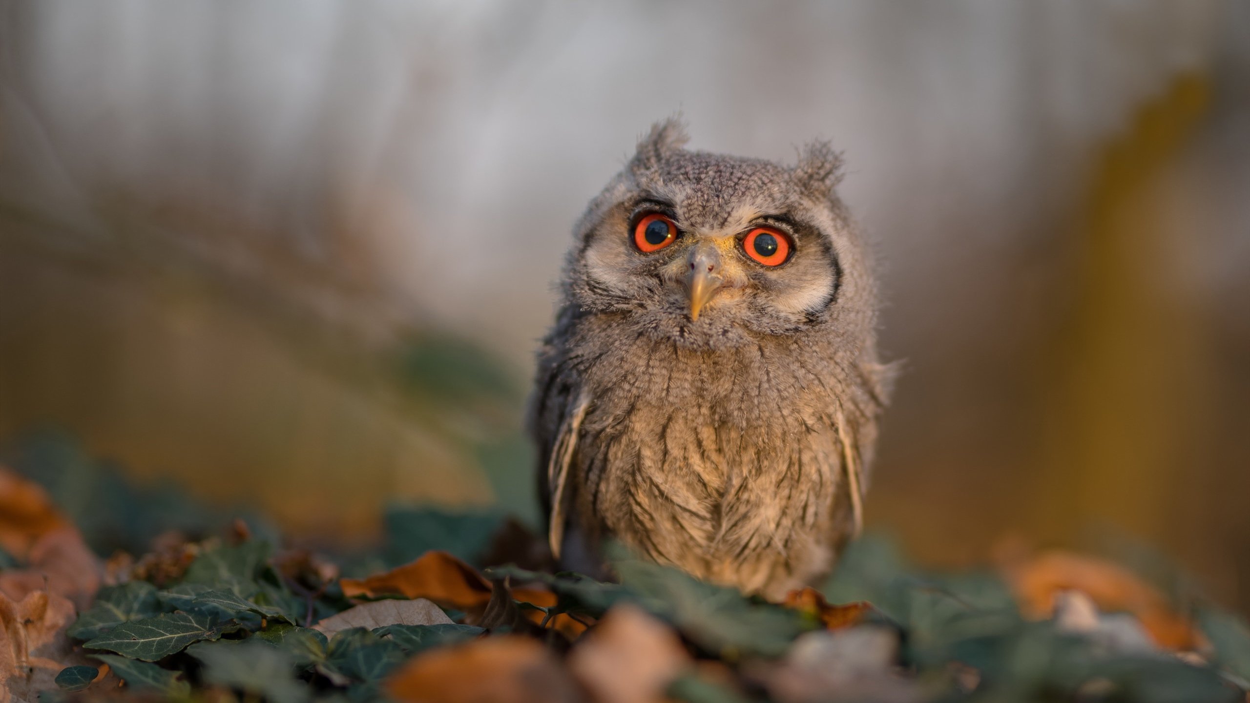 kaiyun xiazai-韩华冠军刘翔飞抵赛事现场，韩翔老师