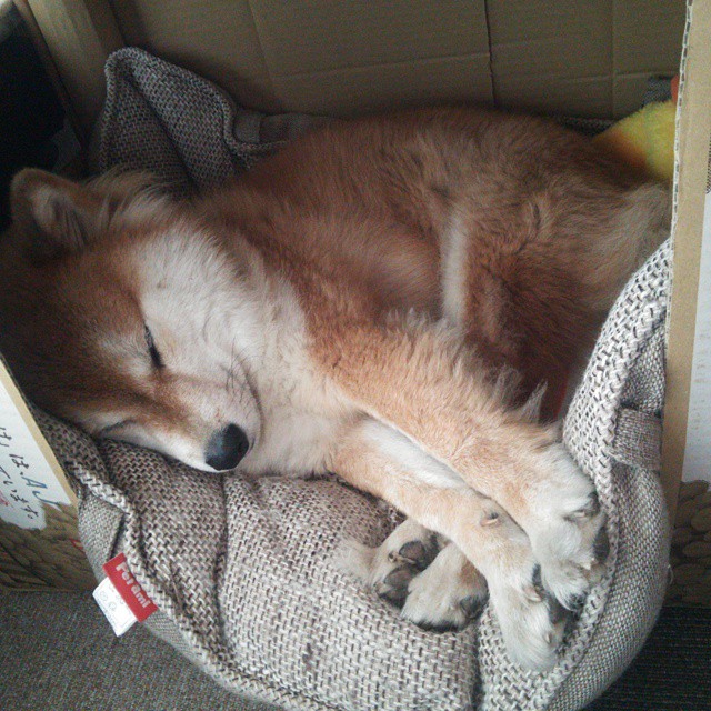 CBA赛场上的精彩瞬间：球员飞身扣篮引爆现场，cba扣篮大赛飞跃5人