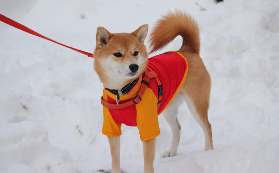 RNG启动新赛季心理适应能力提升计划,rng心态