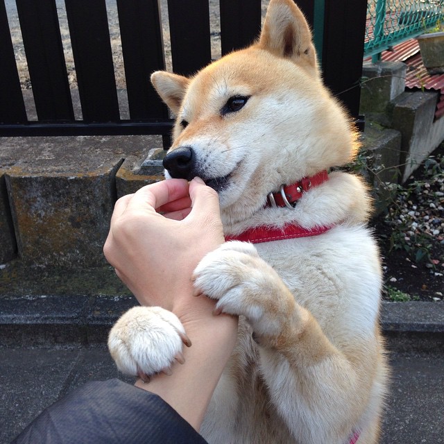 T1战队蝉联国际冠军,t1战队几个冠军