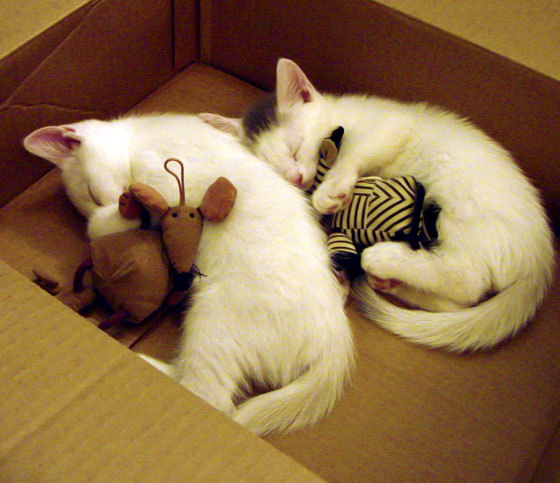 尤文图斯战平曼城：双方各有所长，尤文图斯vs曼联 c罗入球庆祝