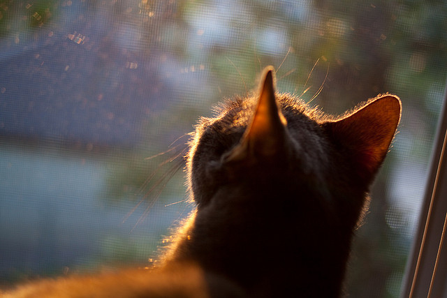 德甲青训心理训练提升抗压能力促进技术成长，德甲青训体系