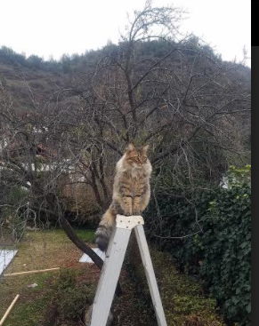 纪录挑战：五大联赛球队打破的比赛纪录，五大联赛各种记录