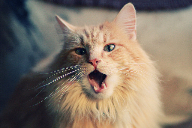 高校体育师资队伍建设与专业发展,体育师资队伍建设的研究