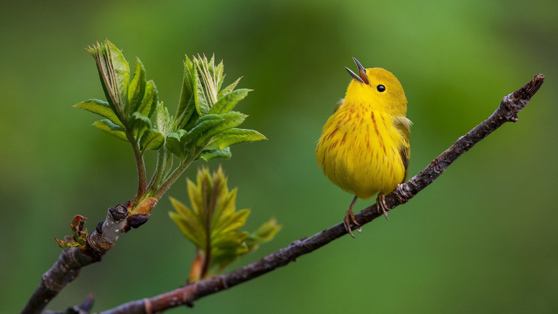 体育新闻中心参与国际体育数字版权合作项目，体育赛事版权