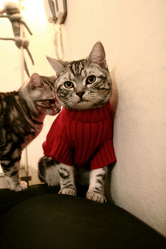 全国中学生篮球联赛区域冠军全部出炉，全国中学生蓝球联赛